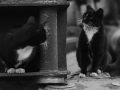 Stocznia Nauta - koty do adopcji zdjęcie nr 13