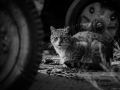Stocznia Nauta - koty do adopcji zdjęcie nr 17
