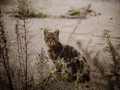 Stocznia Nauta - koty do adopcji zdjęcie nr 20