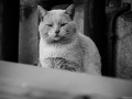 Stocznia Nauta - koty do adopcji zdjęcie nr 22