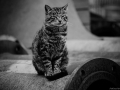 Stocznia Nauta - koty do adopcji zdjęcie nr 27