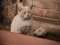 Stocznia Nauta - koty do adopcji zdjęcie nr 28